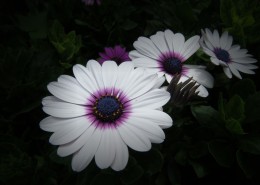 红色野菊花图片