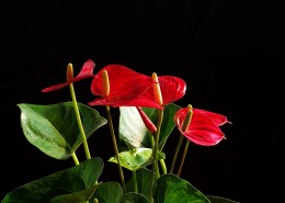 娇艳的红掌图片