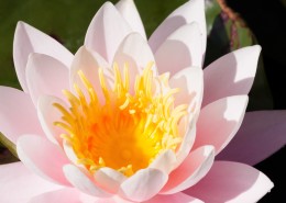 晨开午合的亮粉睡莲图片