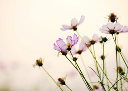 清纯淡雅格桑花图片