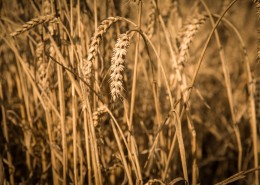 金黄成熟的麦子图片