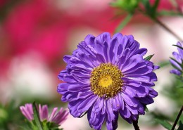 各种颜色的翠菊图片大全