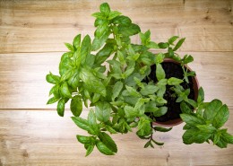 绿色的薄荷图片