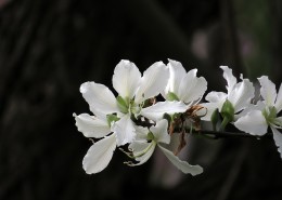 唯美白色紫荆花图片大全