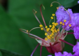 紫薇花蕊微距图片