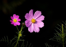 唯美粉色和白色波斯菊图片