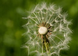 纷纷扬扬的蒲公英图片