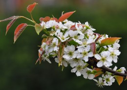 雪白的梨花图片