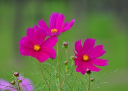 格桑花图片大全