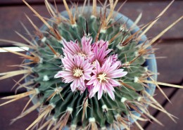 惊艳的仙人掌花图片