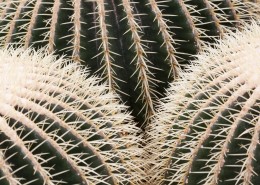 生命力顽强的仙人掌图片