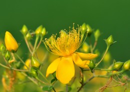 金丝桃图片大全