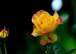 秋天的月季花图片