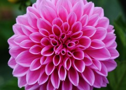 粉红的大丽花图片