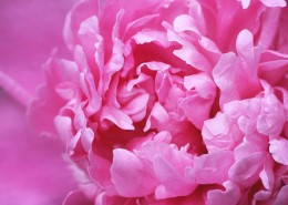 粉红色的牡丹图片