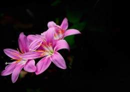 盛开的葱兰图片