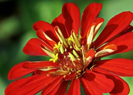 百日草图片大全