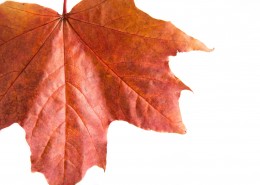 红色的枫叶图片