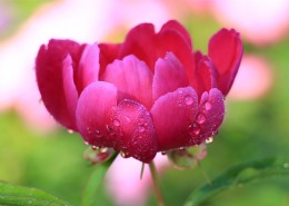 雨后的芍药花图片