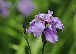雨中鸢尾花图片