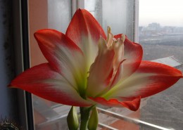 朱顶红图片大全