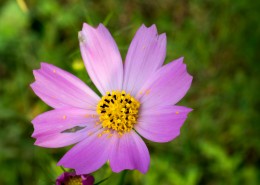 格桑花图片大全