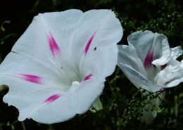 牵牛花图片大全