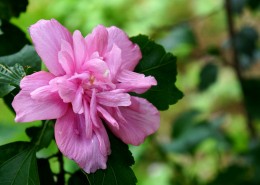 木槿花图片大全