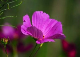 格桑花图片大全