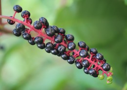 草本植物商路图片