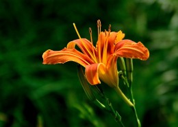 橘黄的萱草花图片