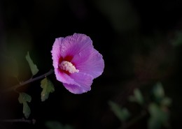 秋天的木槿花图片大全