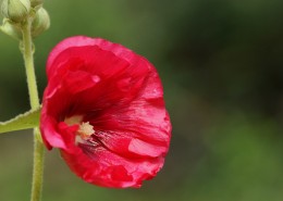 红蜀葵图片大全