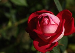 各种颜色的月季花图片