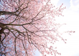 唯美的樱花景色图片