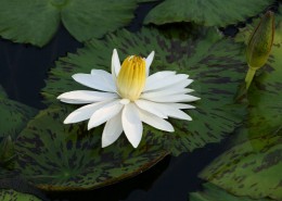 埃及白睡莲图片