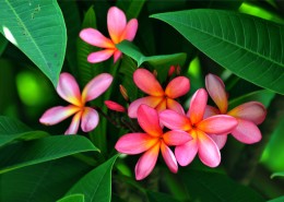 粉色鸡蛋花图片大全