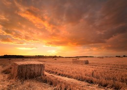 农作物丰收图片大全