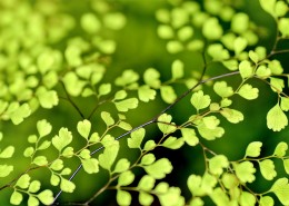 清新的绿叶图片