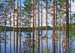 挺拔的松树图片