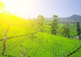 茶园景色图片