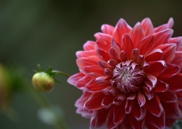 大丽花图片大全