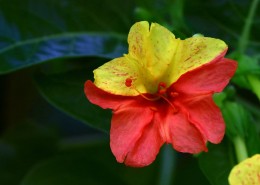 奇特的紫茉莉图片