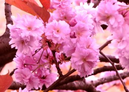 绚烂的粉色樱花图片大全