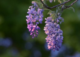 紫藤花图片大全