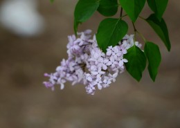 丁香花图片