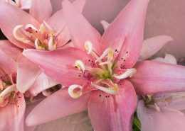 黄花菜图片大全