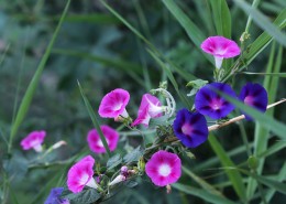雨天的牵牛花图片
