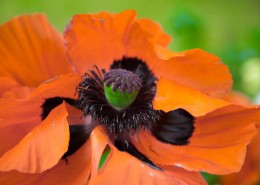 红色罂粟花图片