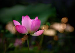 光影下的荷花图片